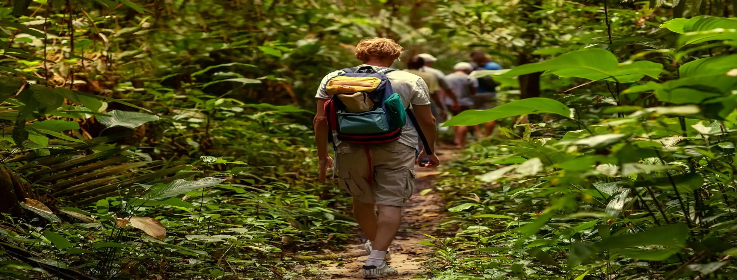 Image for Forest Hiking